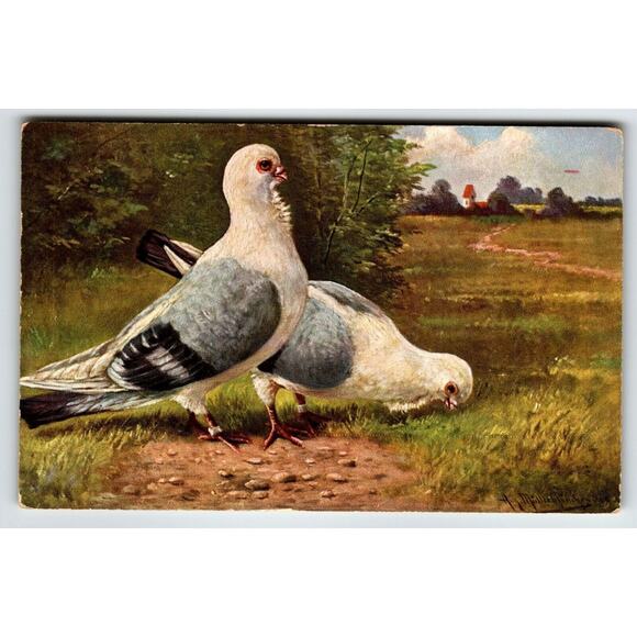 Pigeons Birds Postcard Rustic View Artist Signed Muller Wildlife HKM 317 Unused - Picture 1 of 2